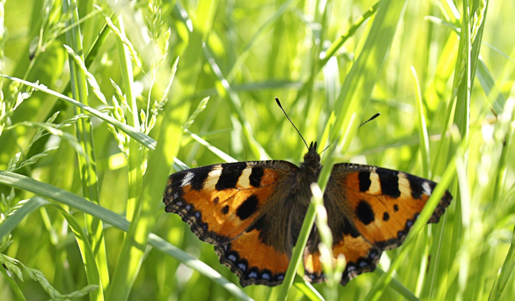 Бабочка в траве