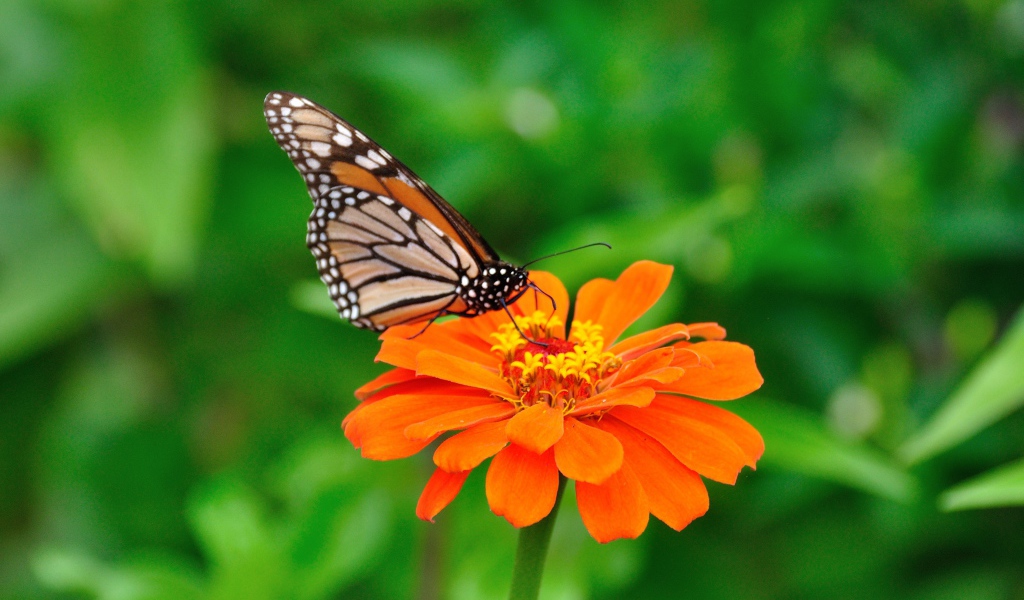 Бабочка на оранжевом цветке