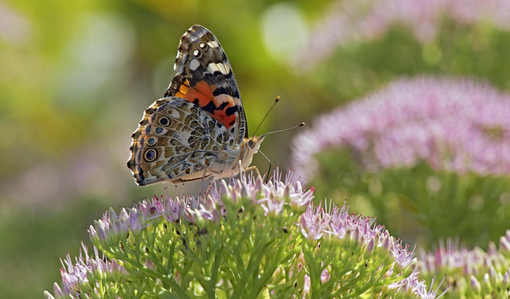Бабочка на поле