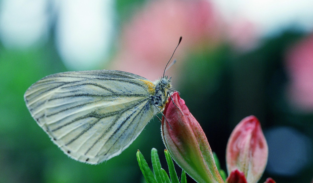 Бабочка у цветка
