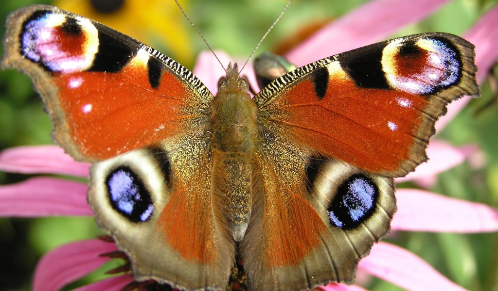 Летящая бабочка