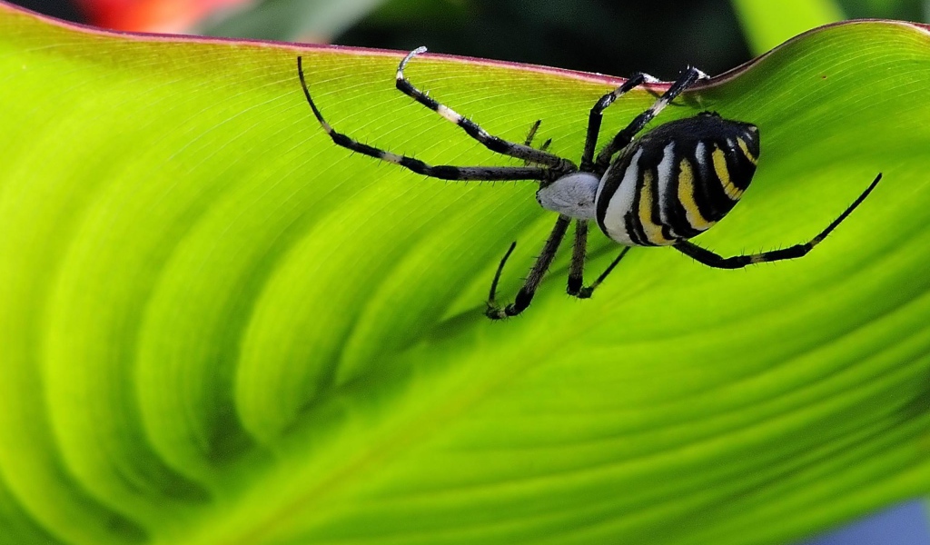 Паук на листке