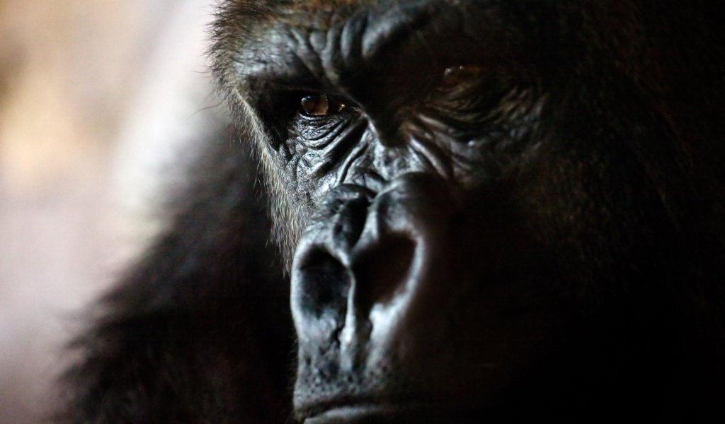 Злая горилла