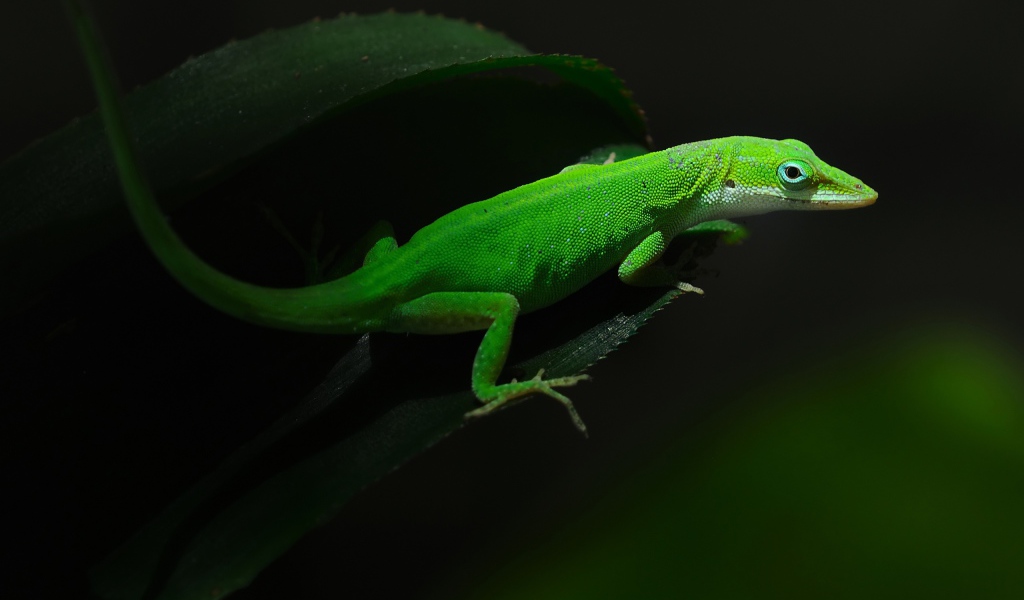 Зеленная ящерица