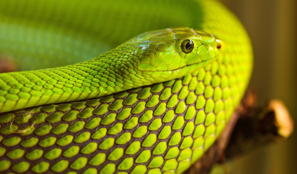 Green snake on a tree