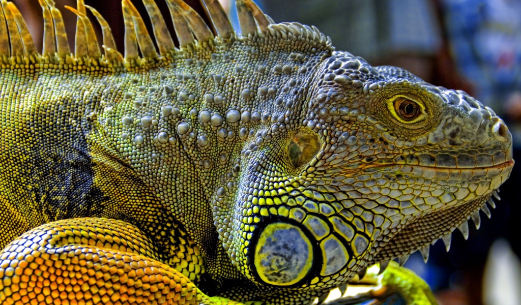 Игуана из Малайзии