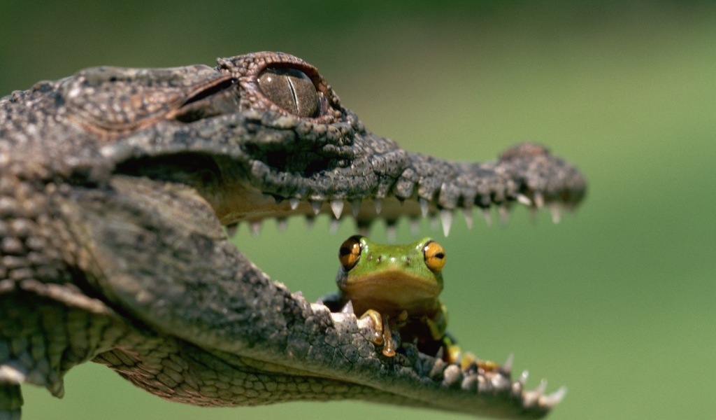 В пасти у крокодила