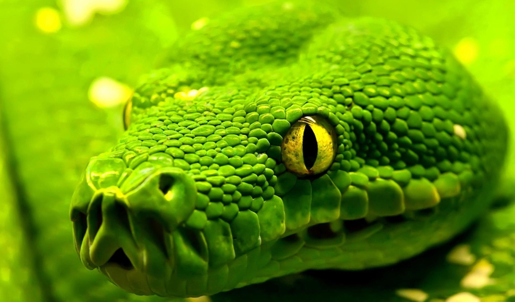 Салатовая змея