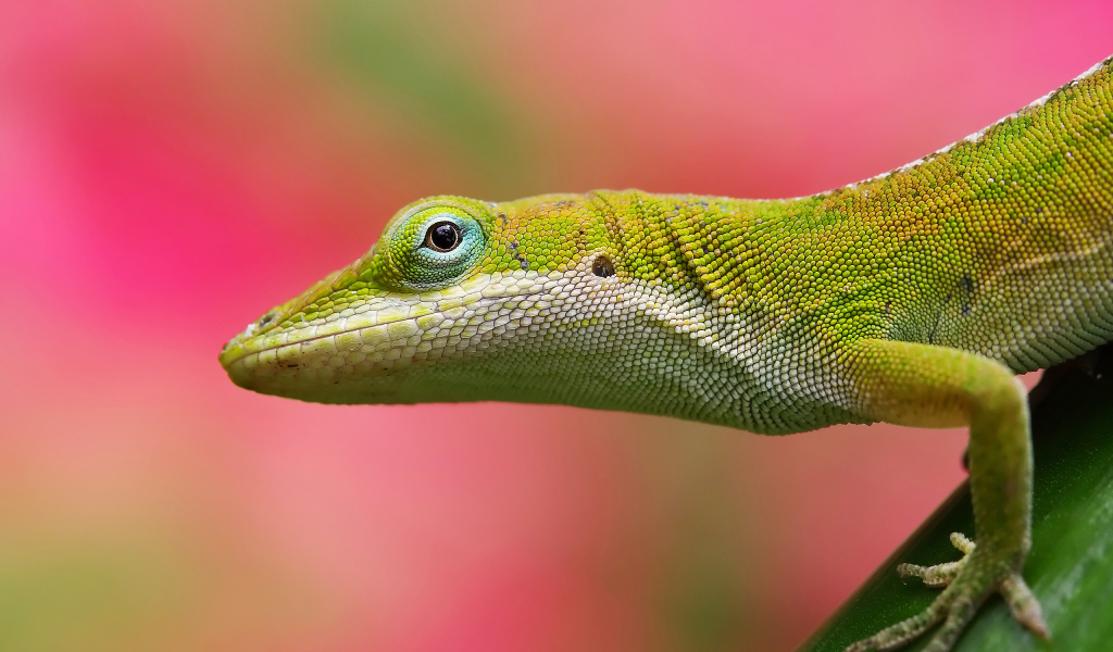 Салатовая ящерица