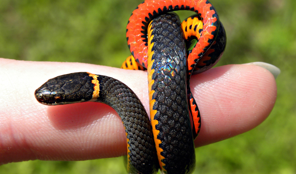 Змея на пальце