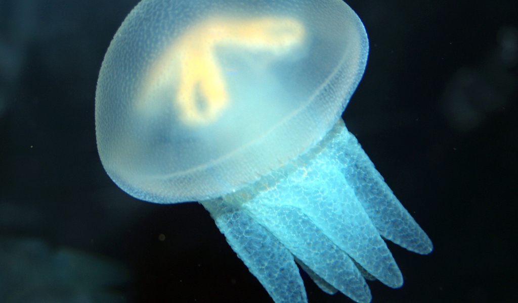 Голубая медуза
