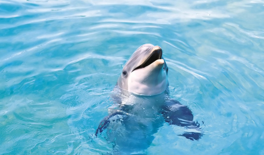 Дельфин в воде