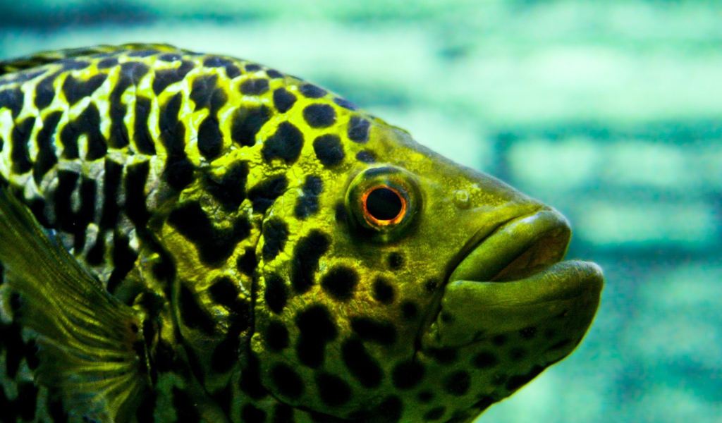 Взгляд рыбы