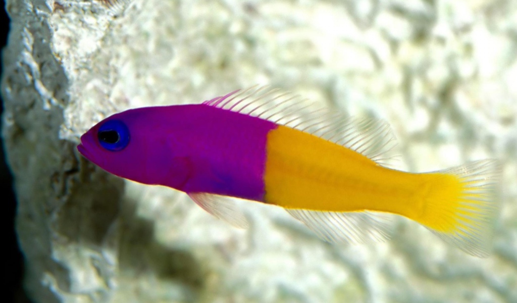 Радужная рыбка