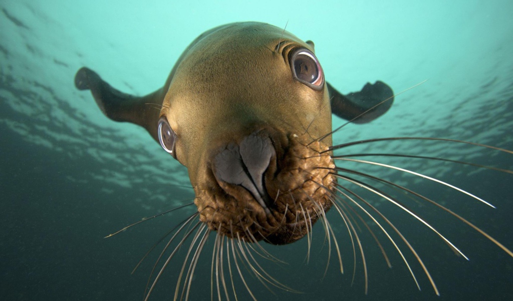 Морской котик под водой