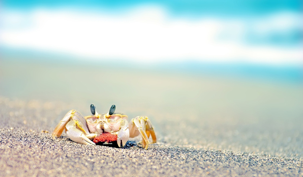 Маленький краб на пляже