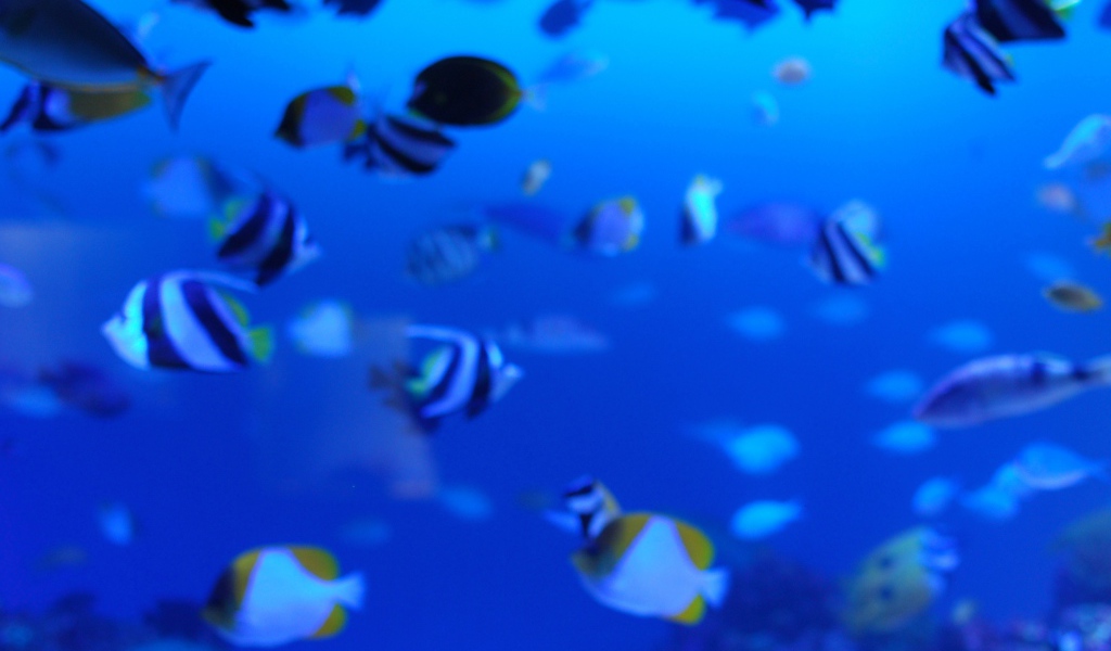 Подводная жизнь