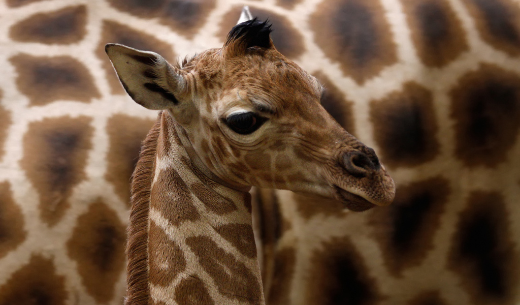 Детеныш жирафа