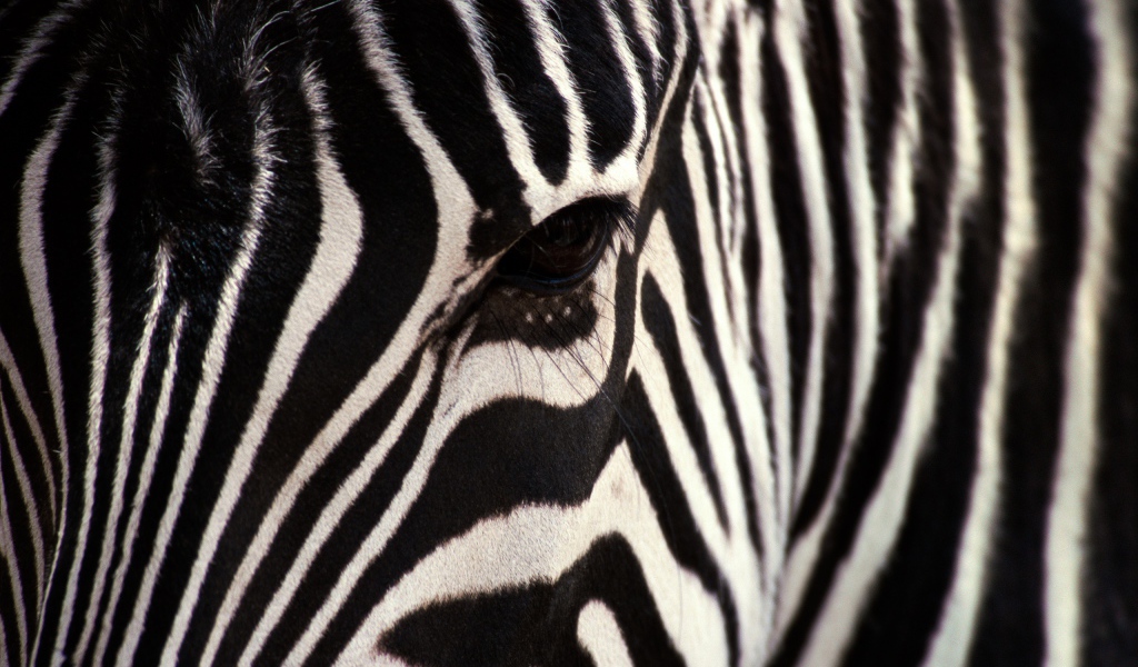Взгляд зебры
