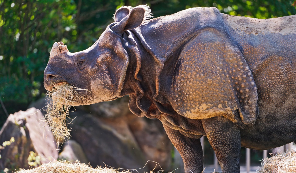 Носорог c травой