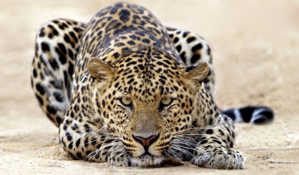 Леопард атакует