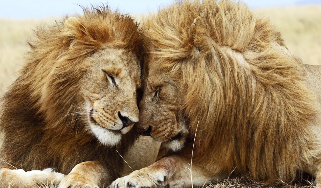 Львица и лев