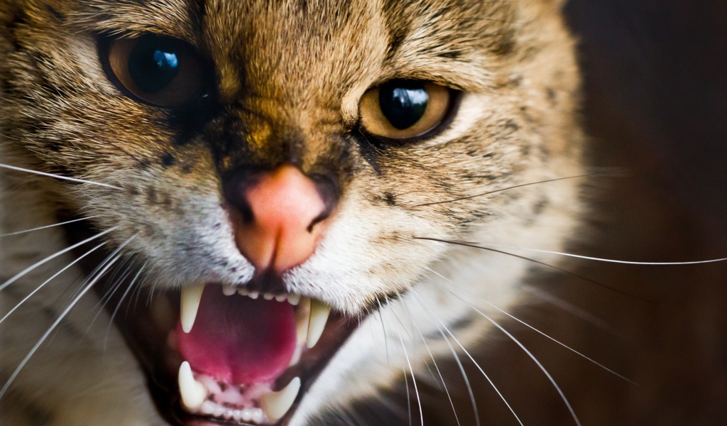 Пасть дикой кошки