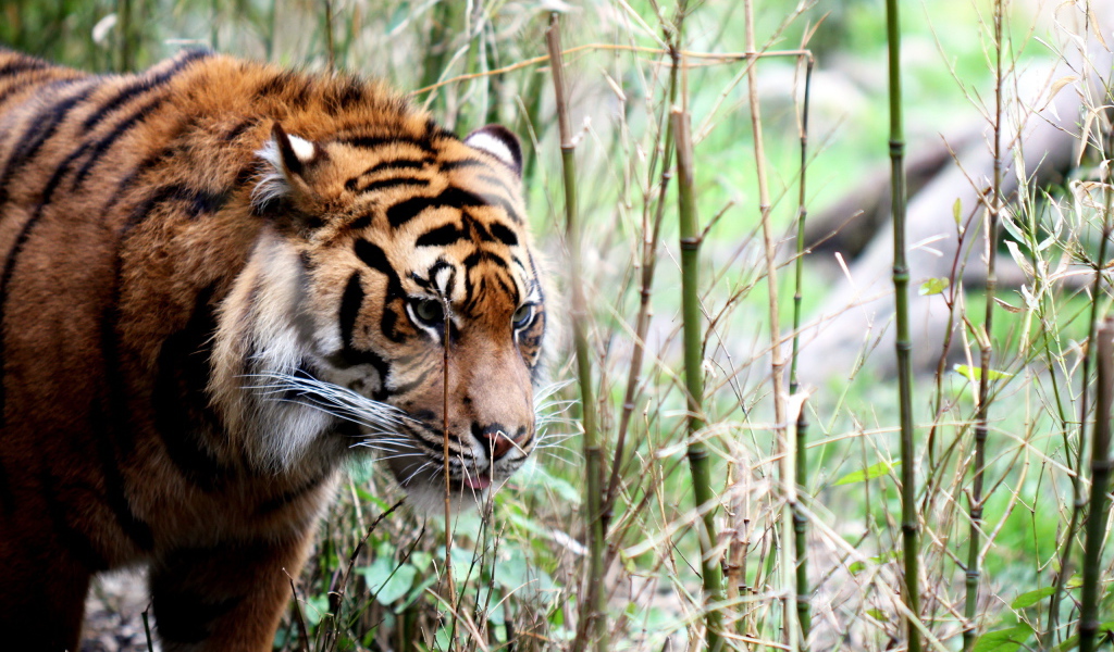 Тигр в тропиках
