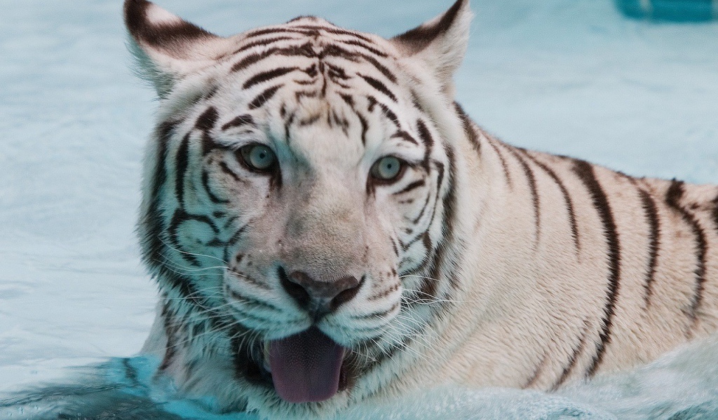 Белый тигр в воде