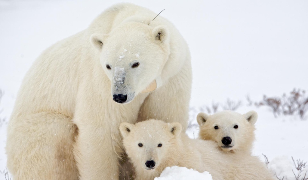 Медведица и малыши