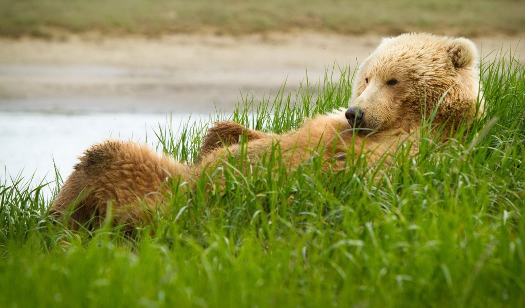 Медведь в траве