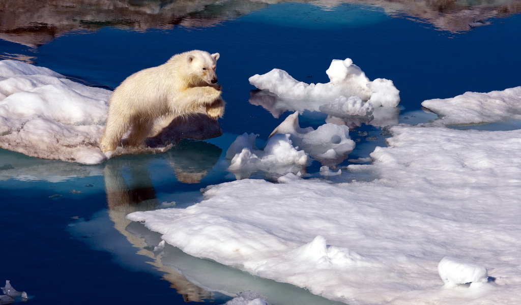 Медведь на льдине