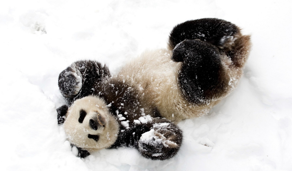 Панда в снегу