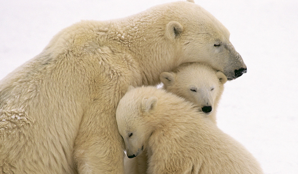 Белые медведи
