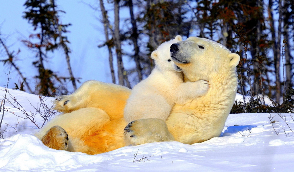 Белая медведица