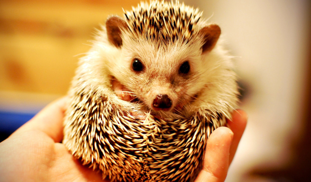 Колючий ежик