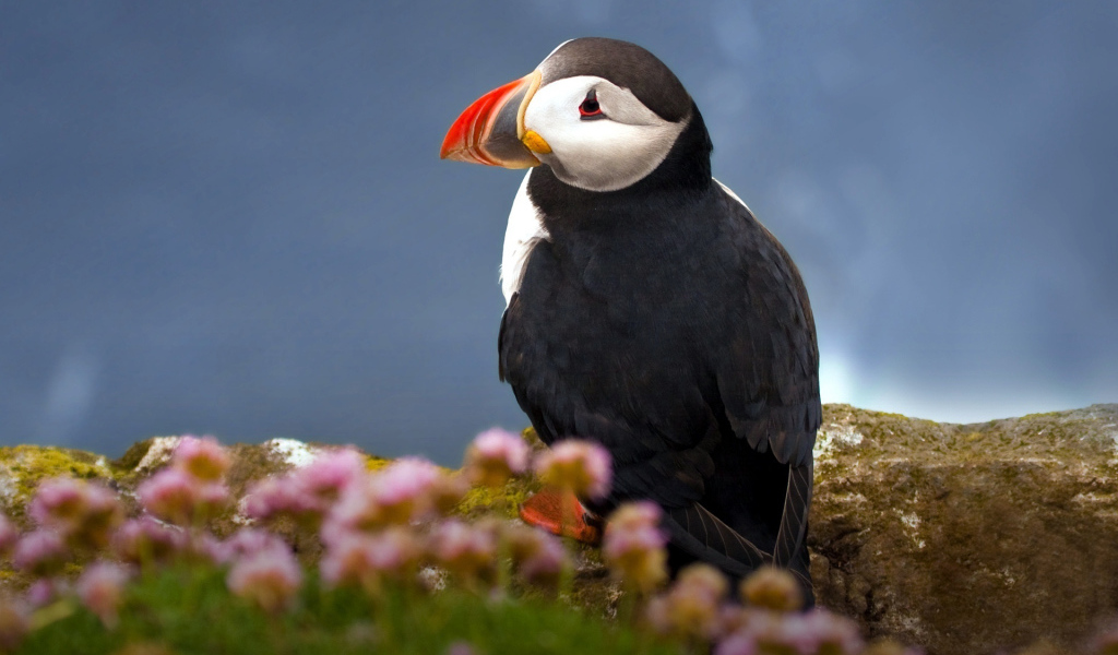 Атлантический тупик