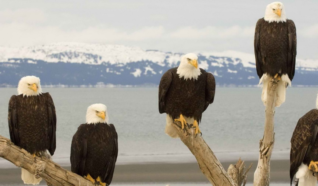 Белоголовый Орлан