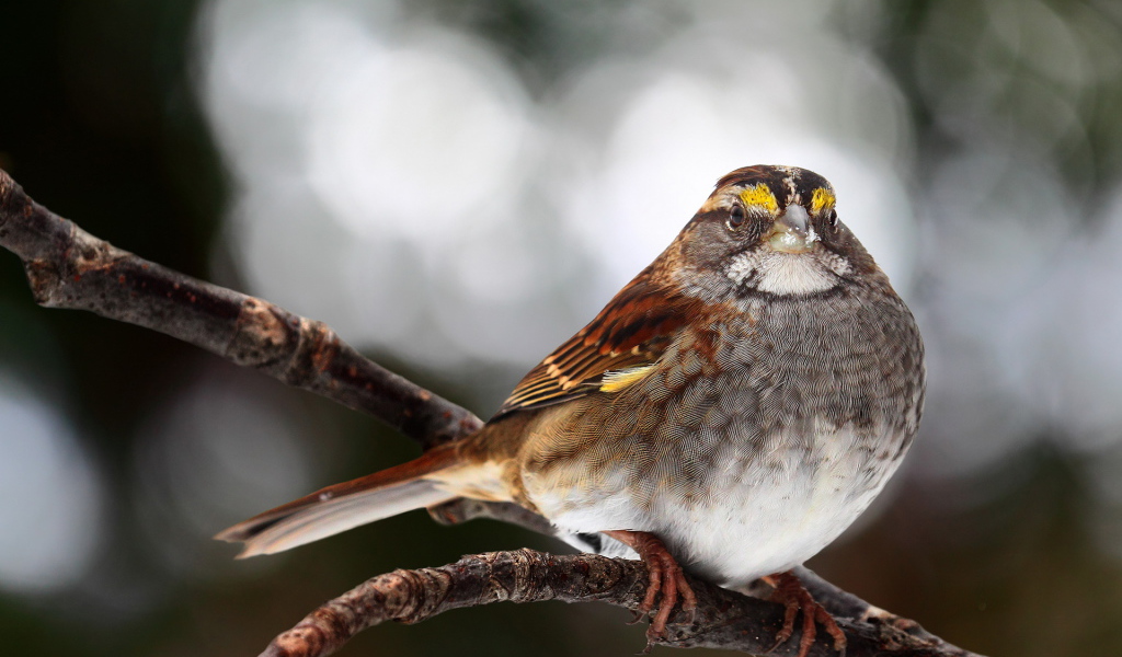 Птичка на ветке