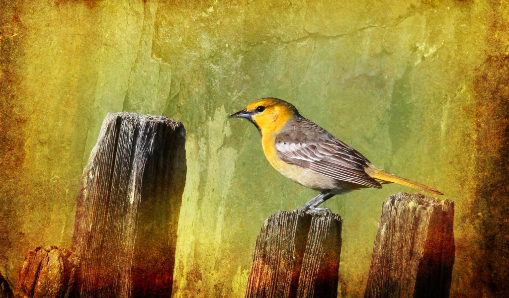 Птичка на заборе