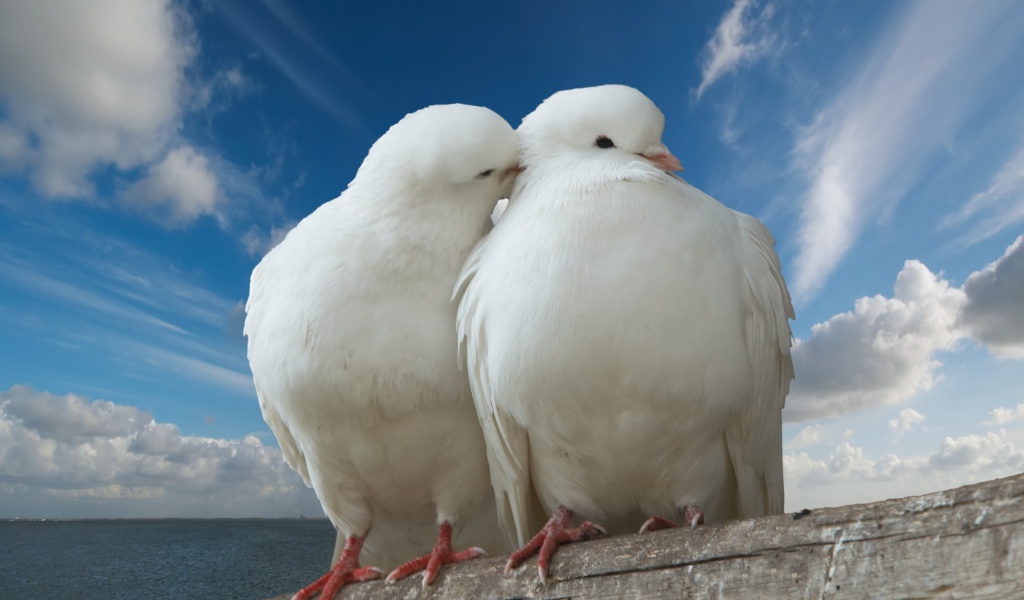 Голубь и голубка