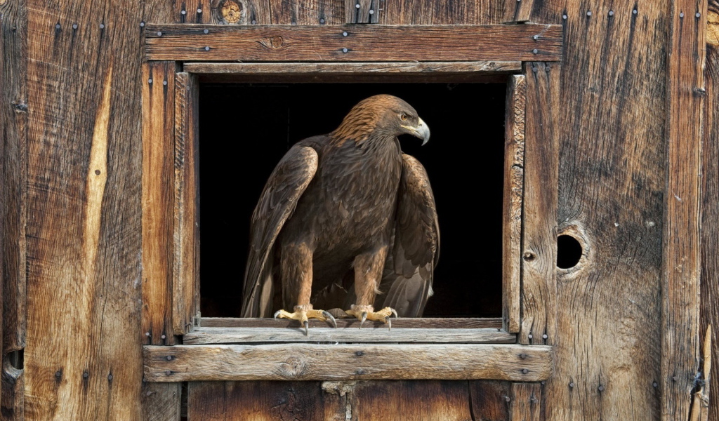 Орел в окне