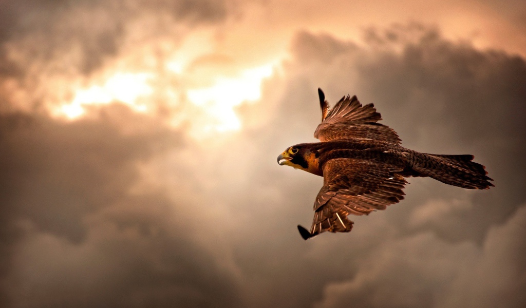 Ястреб в полете