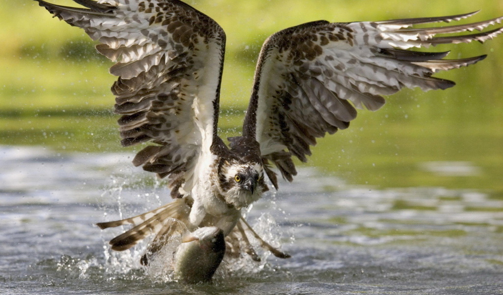 Коршун на охоте