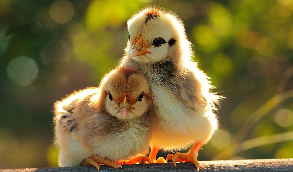 Милые цыплята
