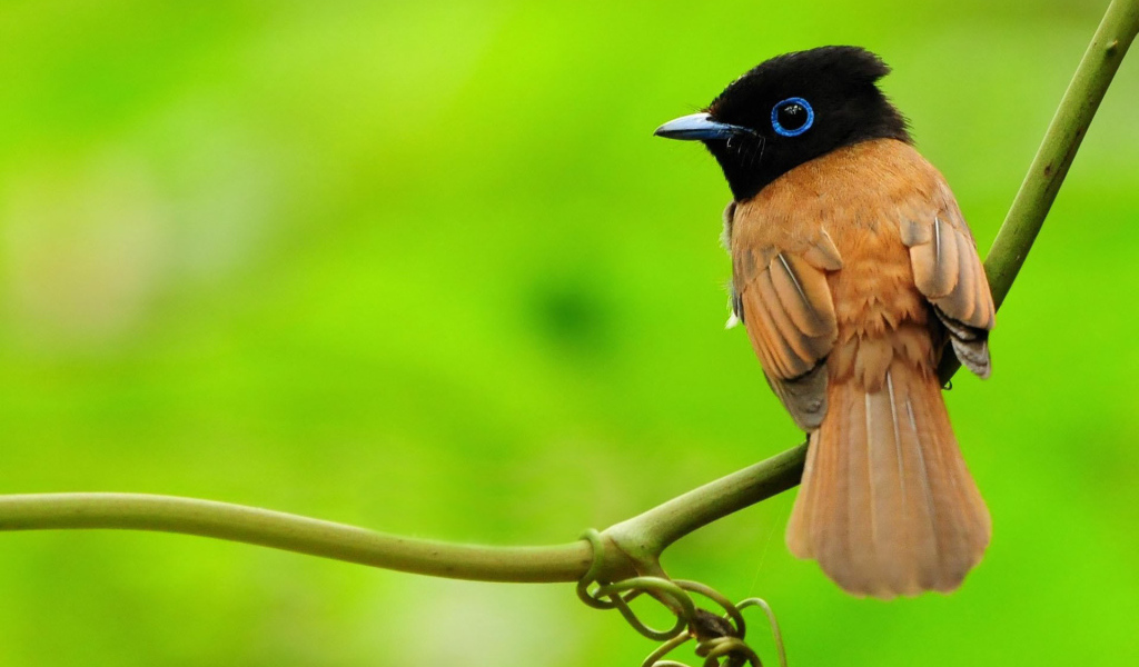 Маленькая птичка