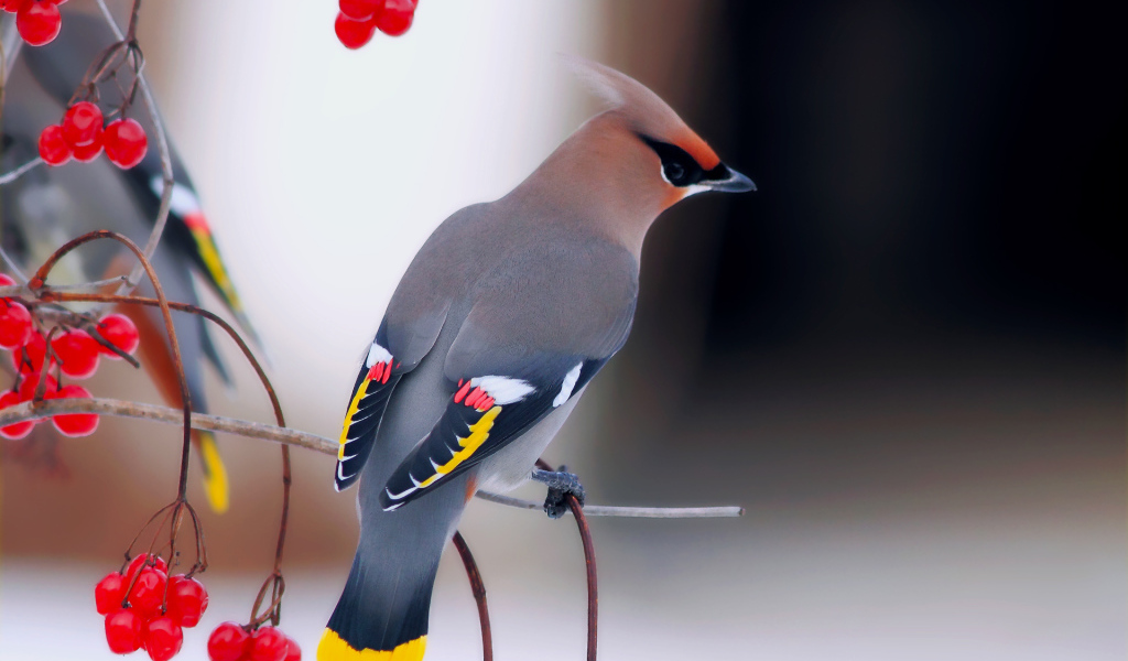 Обыкновенный свиристель