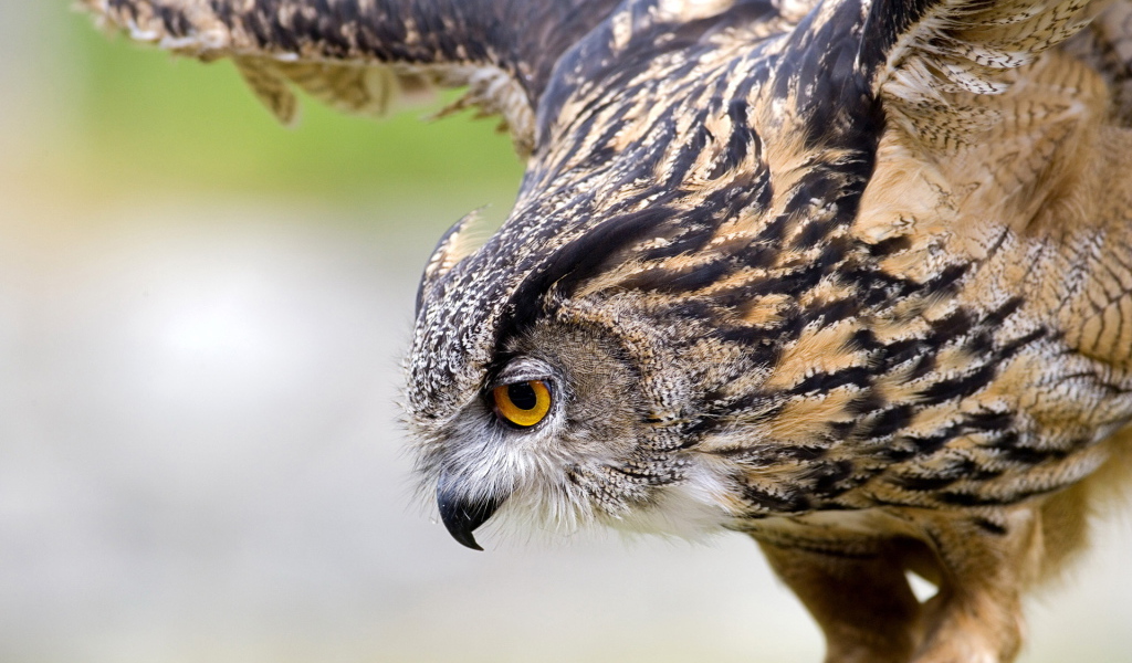 Филин на охоте