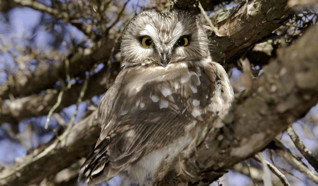 Сова на ветке