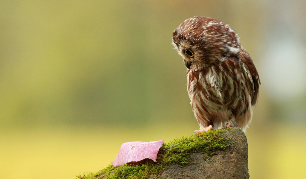 Совенок на пеньке